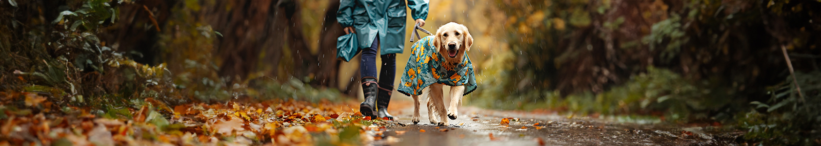 Monsoon Care Tips for Dogs